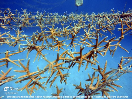 Coral cuerno de ciervo en guarderias SAI (2)